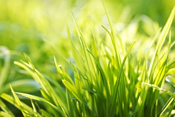 Herbe verte à la lumière du soleil