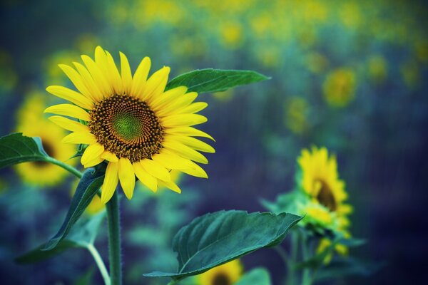 Girasol amarillo sobre fondo verde