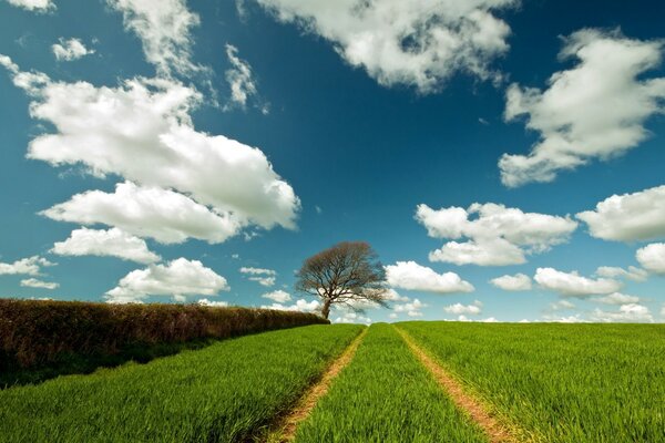 Route rurale couverte d herbe