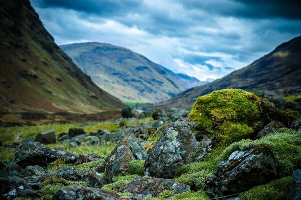 The mountains were covered with moss and other small plants