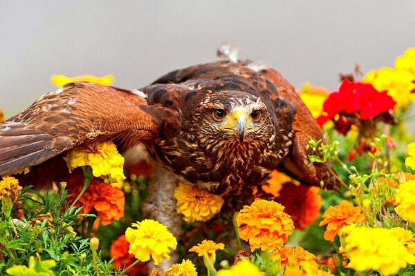 The eagle was sprawled on a flower bed