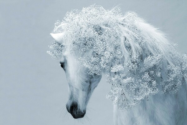 Bel animal blanc comme neige. Cheval