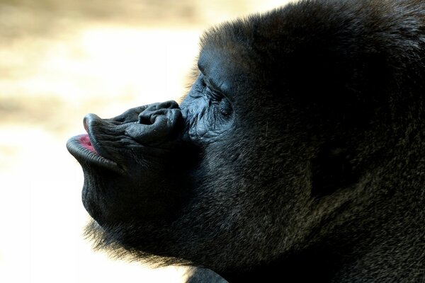 Die Schnauze eines Gorillas. Tier. Ein Affe