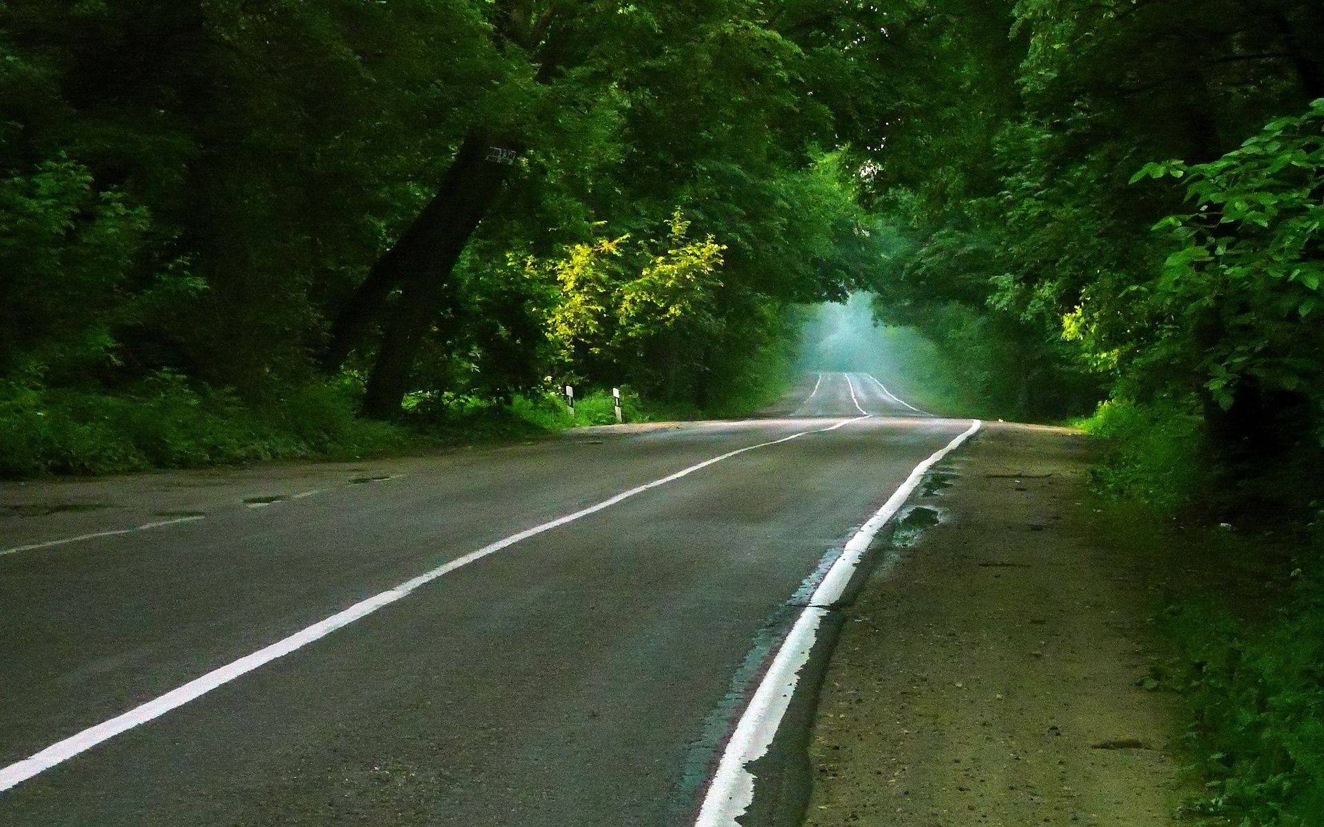 droga asfalt drzewo krajobraz przewodnik na zewnątrz drewno autostrada natura podróż liść