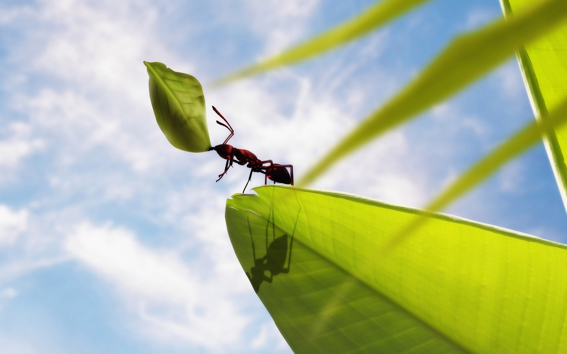 tiere natur insekt blatt wachstum im freien flora sommer umwelt himmel biologie