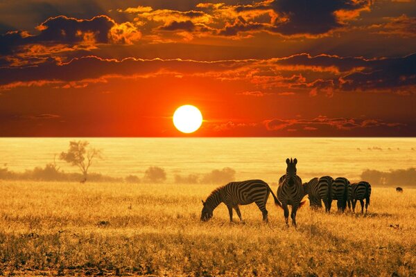 Zebras na natureza