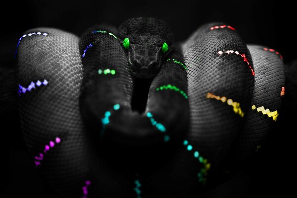 Serpente con gli occhi verdi su sfondo nero