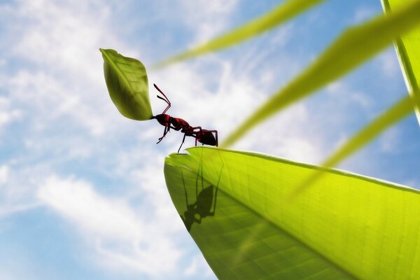 Ant close-up on a leaf