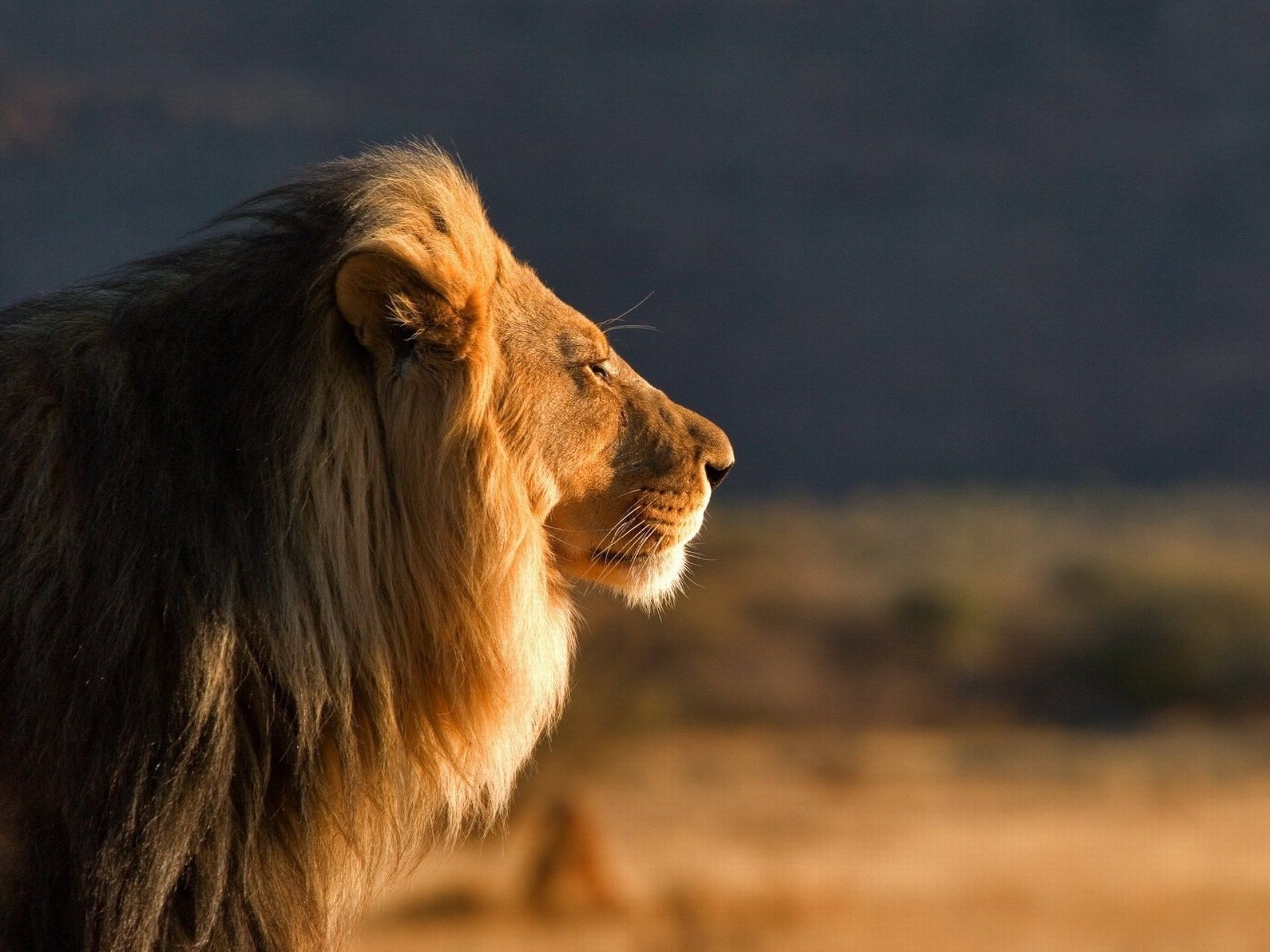 leões mamífero animal gato leão vida selvagem natureza cão retrato ao ar livre pele