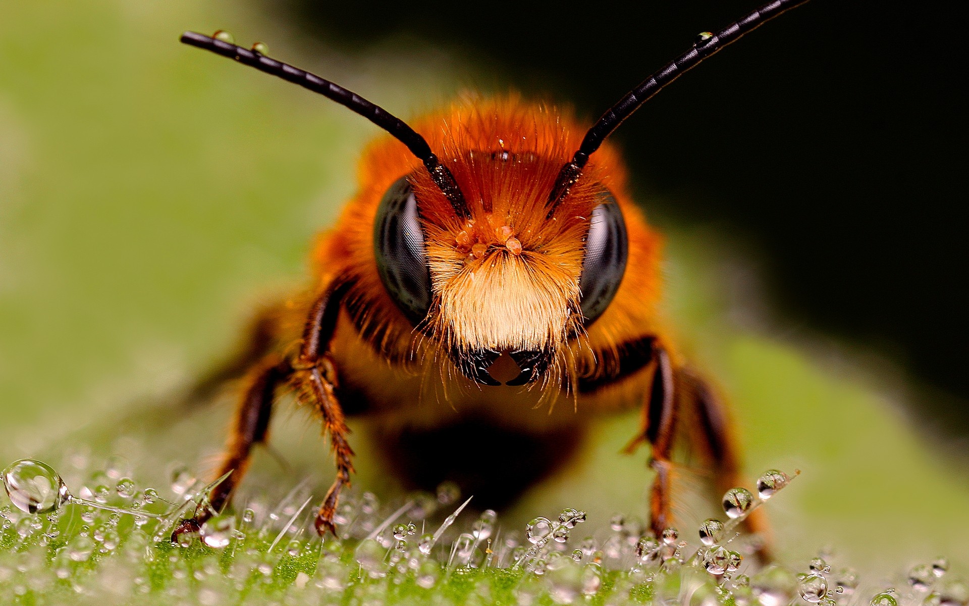 insectes insecte nature animal faune mouche abeille papillon sauvage fond d écran