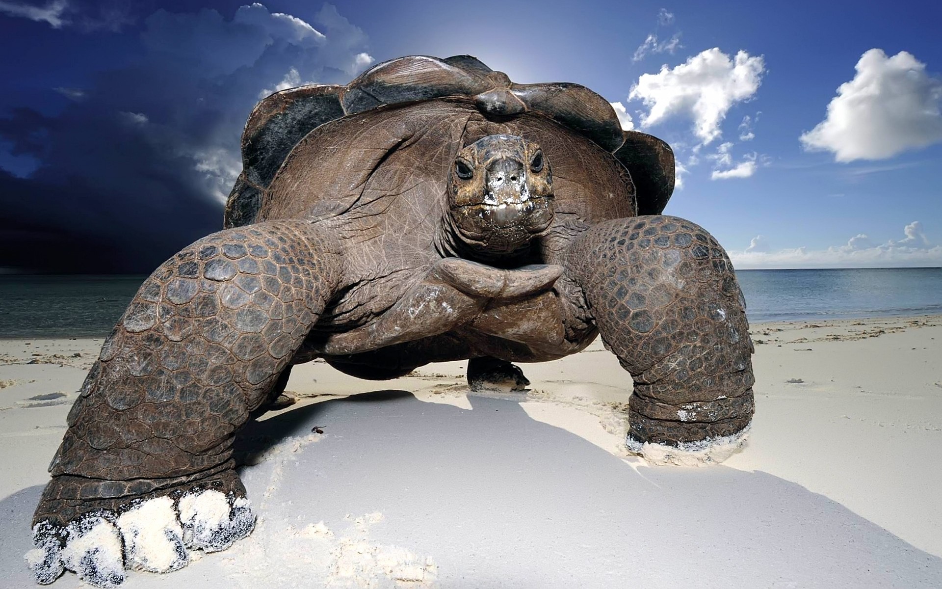 gady i żaby natura ocean morze woda plaża śnieg zimno zima podróże zwierzę żółw