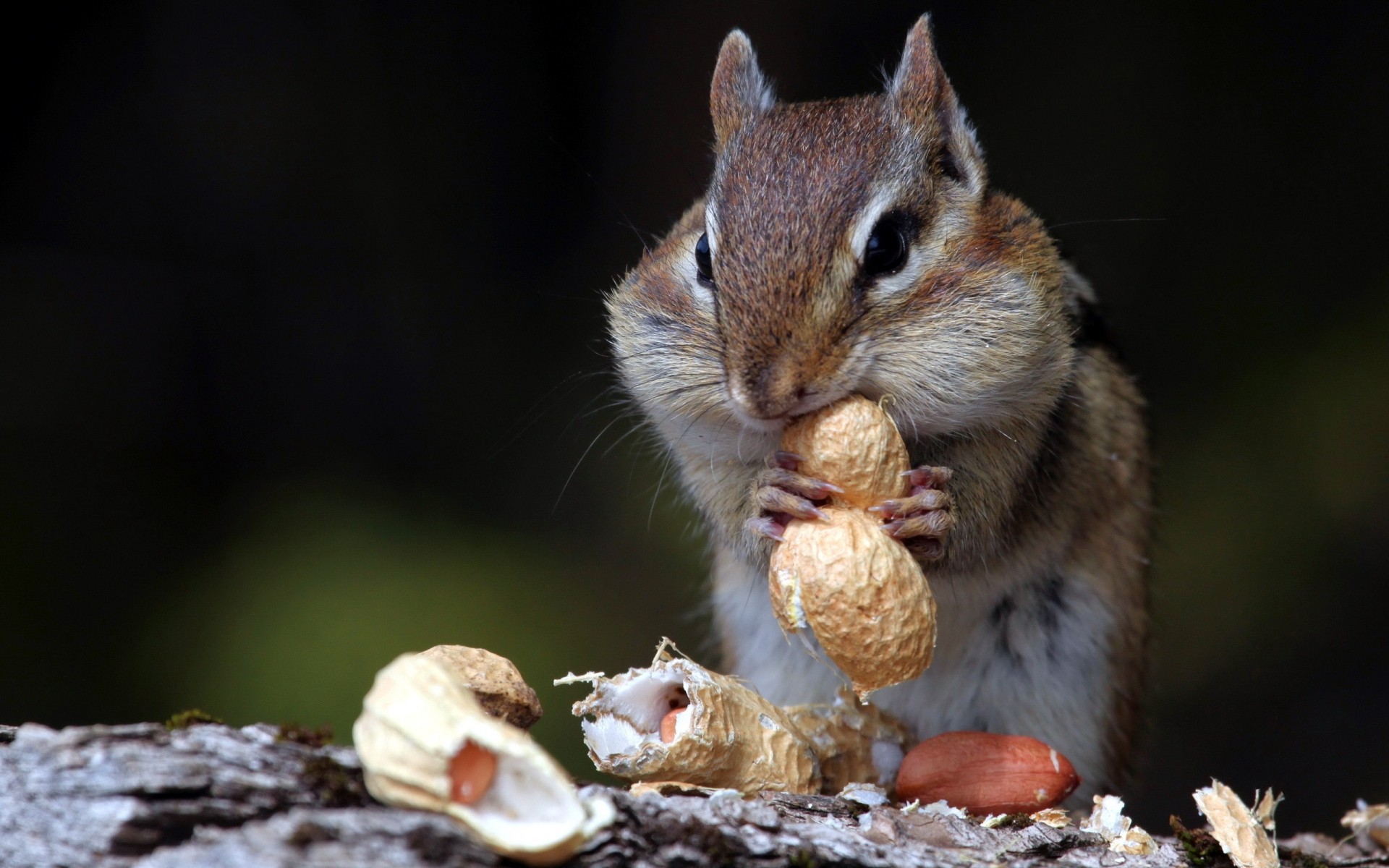 animais vida selvagem natureza mamífero esquilo ao ar livre pequeno roedor fofa animal selvagem