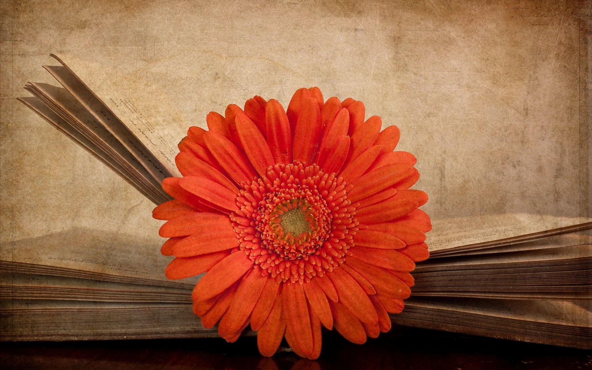 fleurs fleur en bois décoration flore bureau couleur livre vieux fond