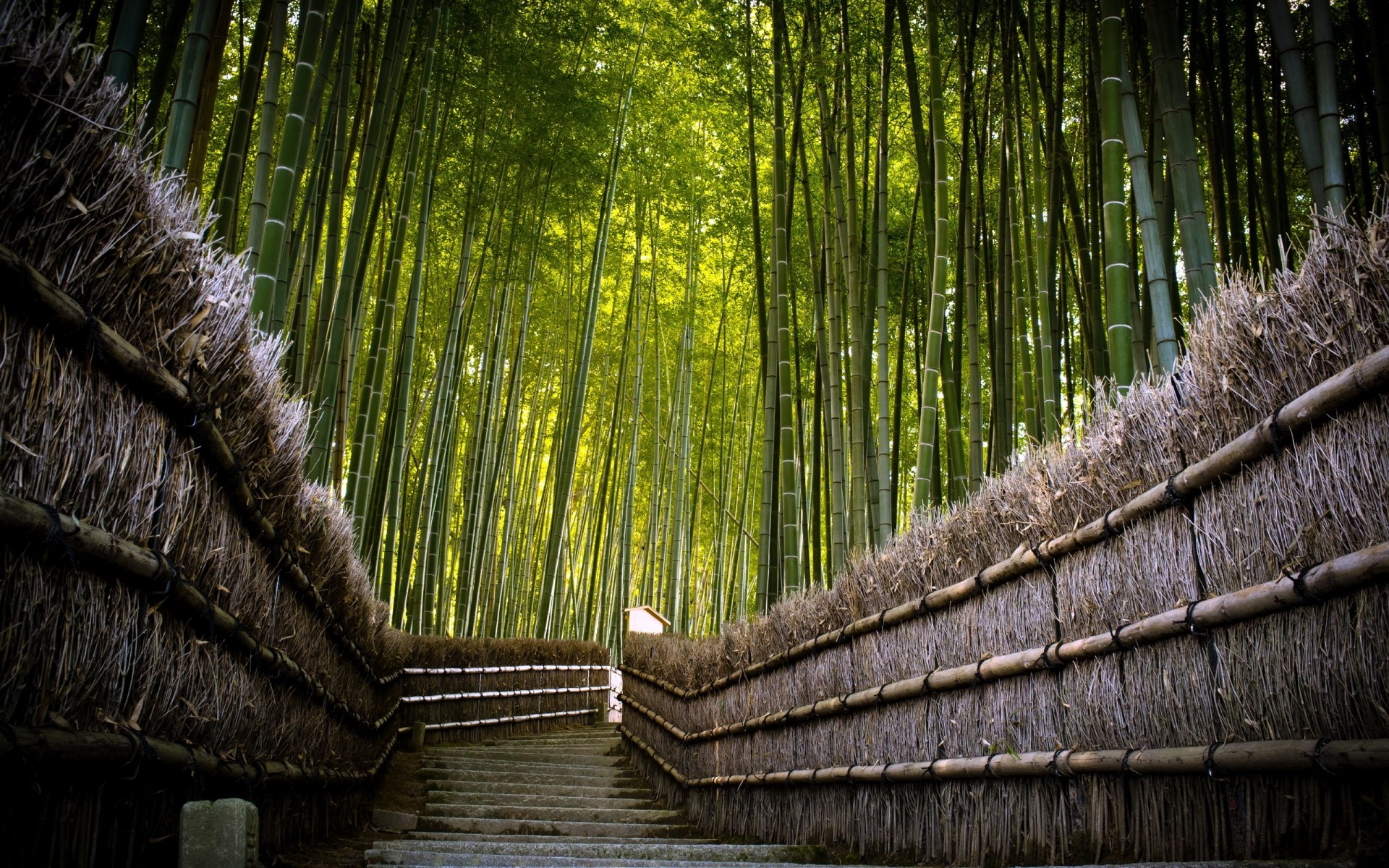 paisagens madeira tropical natureza madeira bambu folha selva velho desktop viagens flora água floresta floresta verde paisagem fundo