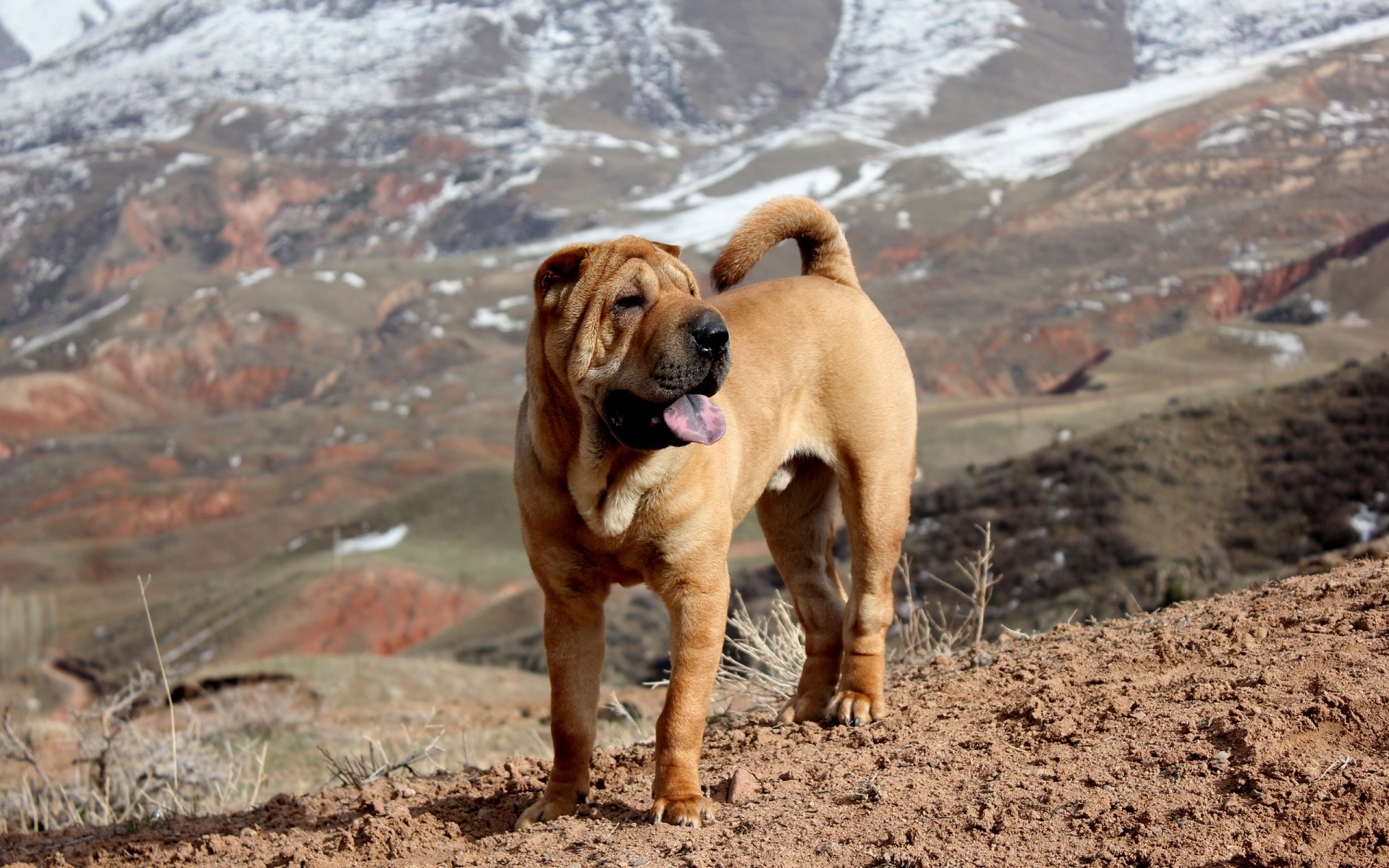 köpekler köpek açık havada hayvan sevimli memeli doğa evde beslenen hayvan portre bir sit küçük