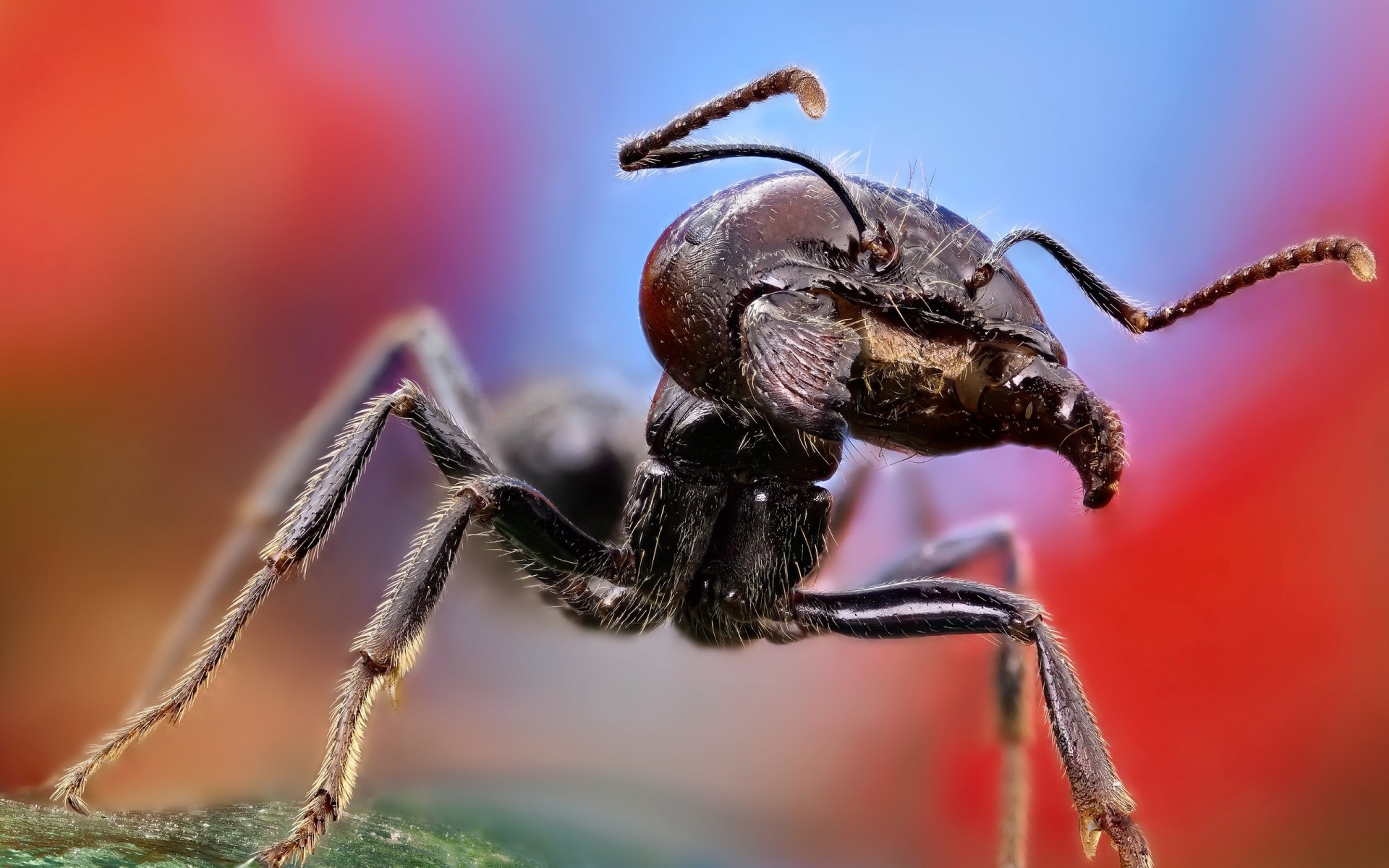 böcekler böcek örümcek omurgasızlar yaban hayatı araknidler doğa hayvan böceği yırtıcı hayvan ürpertici peygamber devesi vahşi entomoloji kıllı açık havada küçük ürpertici korkutucu karınca