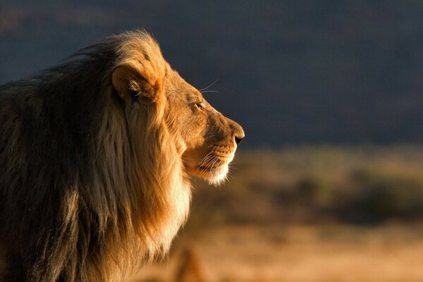 Grand chat sauvage Lion prédateur mâle roi des bêtes