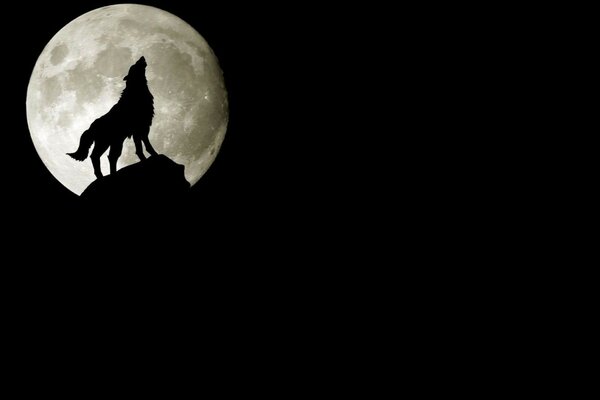 The howl of a lone wolf on the background of the moon