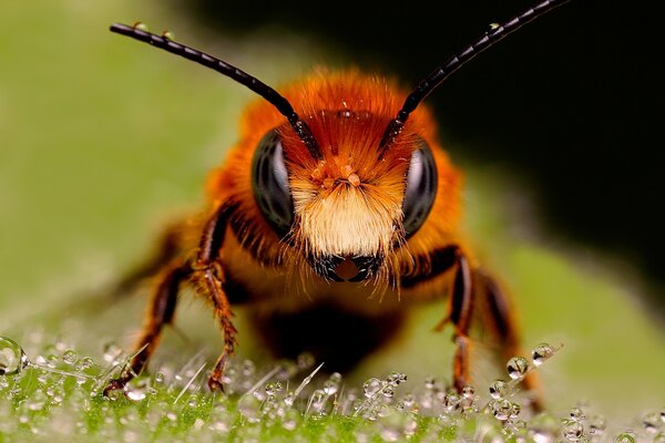 Foto de una abeja sentada en la hierba húmeda