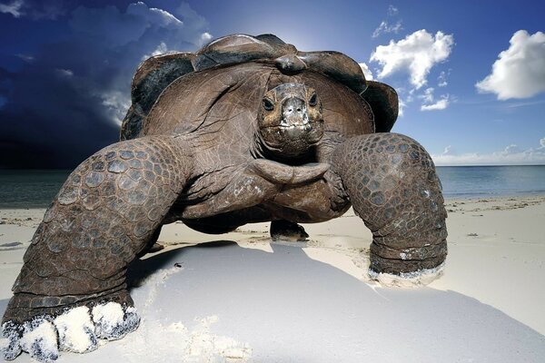 Combien la nature nous a donné. Mer. Océan. Reptiles. Grenouilles