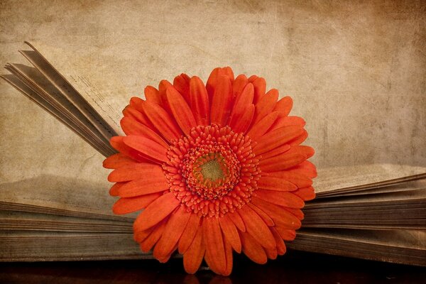 Bright orange gerbera is in the book