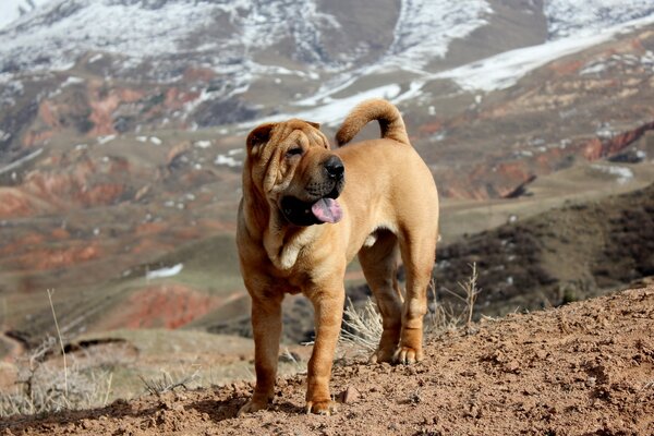 Kampfhund steht draußen