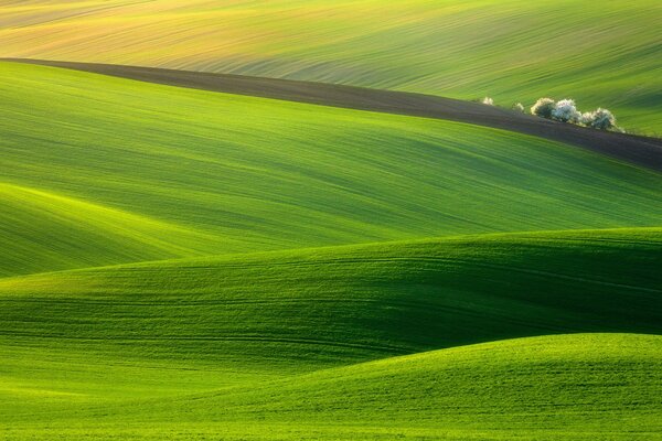 Rural expanses. Endless green grass