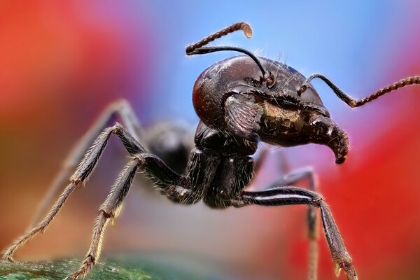 Ant s muzzle close-up