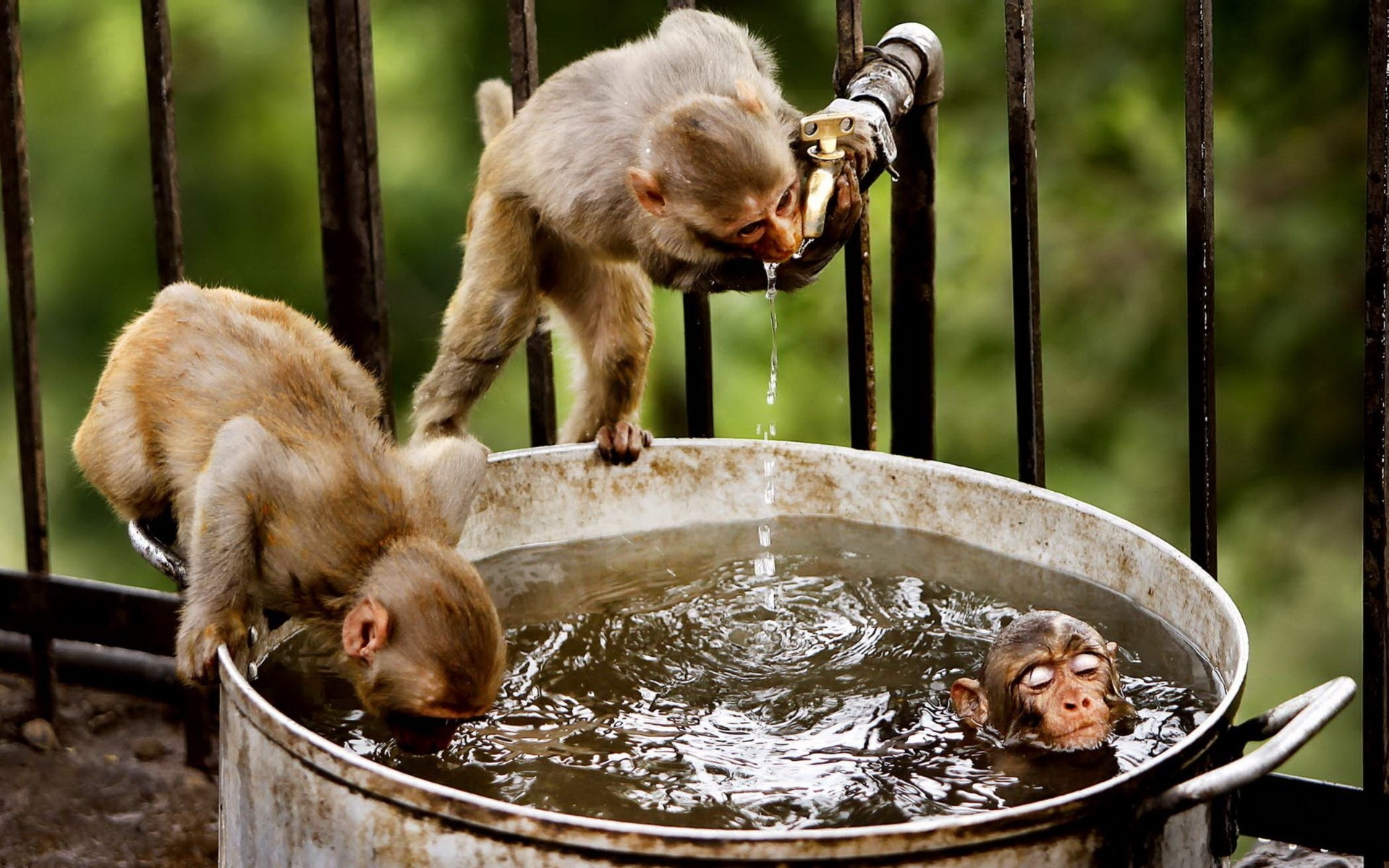 tiere säugetier affe ein essen niedlich vorsteher holz tierwelt lustig affen bad wasser