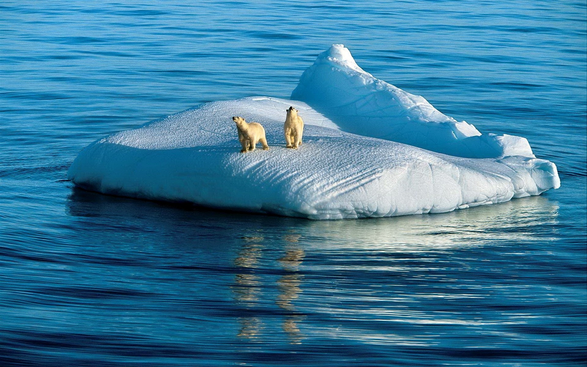 zwierzęta woda morze ocean natura na zewnątrz niedźwiedź niedźwiedzie polar lód śnieg