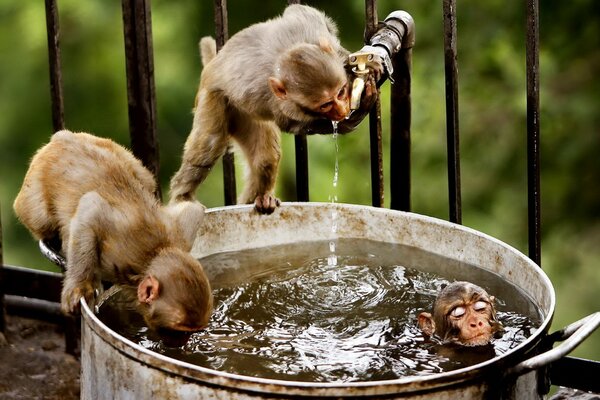 Macacos bebem água e tomam banho