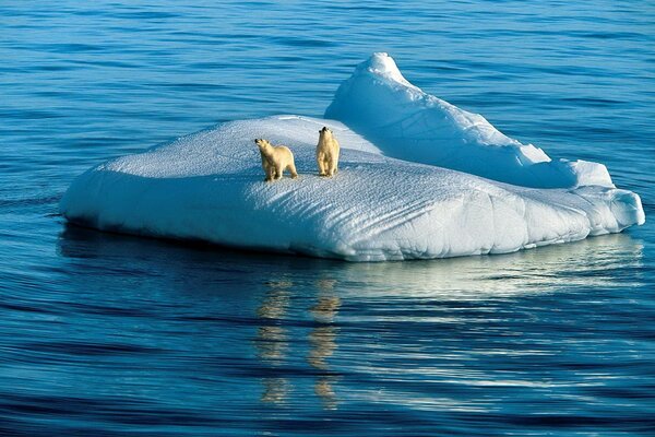 Polar bears on an ice floe. Ocean