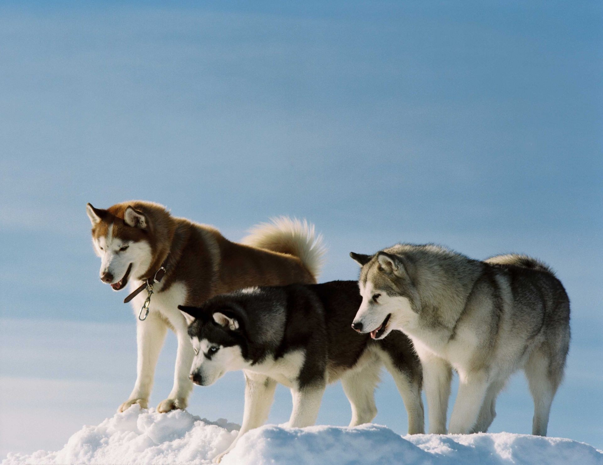 chien neige chien hiver mammifère givré canin loup traîneau popsicle animal deux portrait froid à l extérieur chien esquimau mignon un polaire groenland