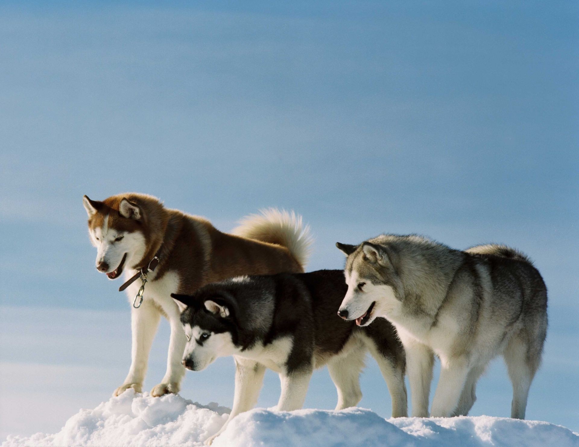 dogs snow dog winter mammal frosty canine wolf sledge eskimo animal two portrait cold outdoors eskimo dog cute one polar greenland
