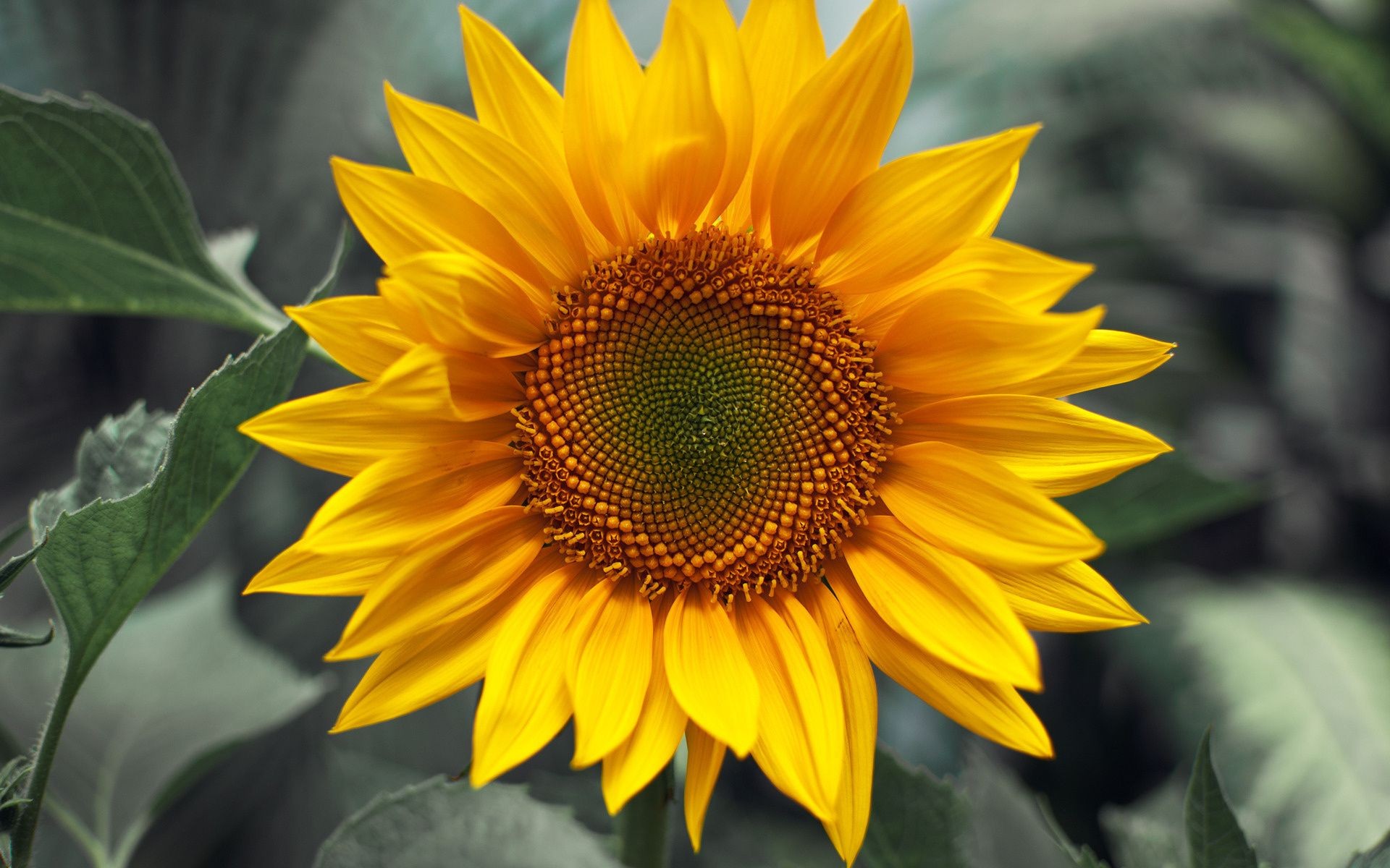 tournesols nature flore été tournesol fleur feuille pétale jardin croissance lumineux bluming pollen beau temps floral