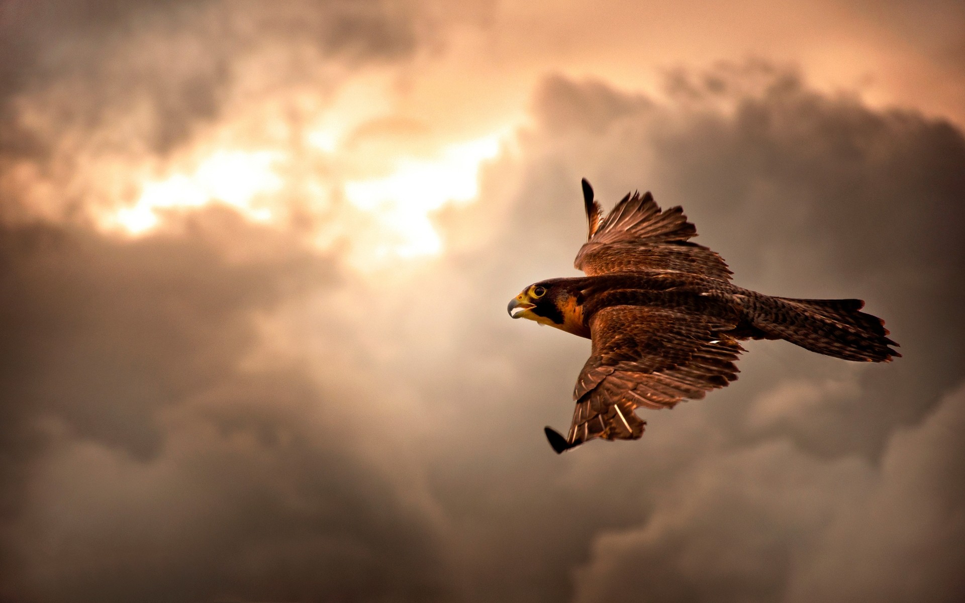 oiseaux de proie oiseau raptor aigle vol faune faucon faucon nature voler