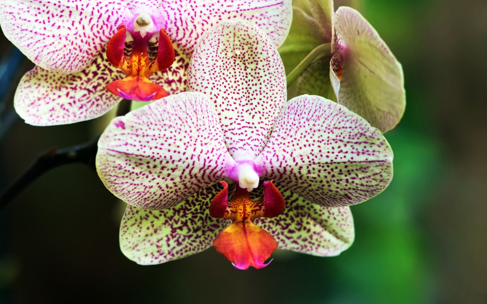 çiçekler çiçek doğa tropikal flora egzotik çiçek açan petal çiçek kabuk güzel yaprak parlak botanik yakın çekim bahçe phalaenopsis renk zarif şube