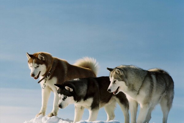 Köpekler köpekler husky rengi cins