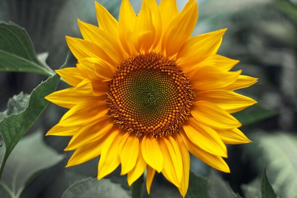 Blumen makro Sonnenblumen Pflanze Pflanzen Tapete für Arbeit