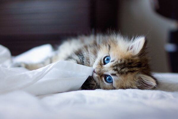 Dormir un gatito peludo en la cama