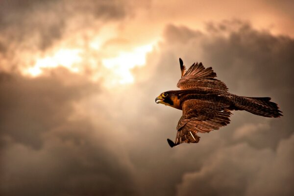 Greifvogel im Flug