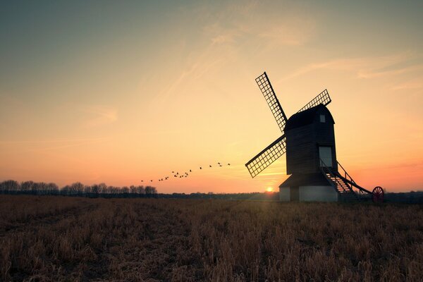 Uno stormo di uccelli e un mulino a vento sullo sfondo del tramonto