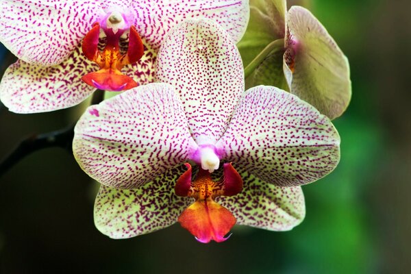 Spotted orchid flowers at home