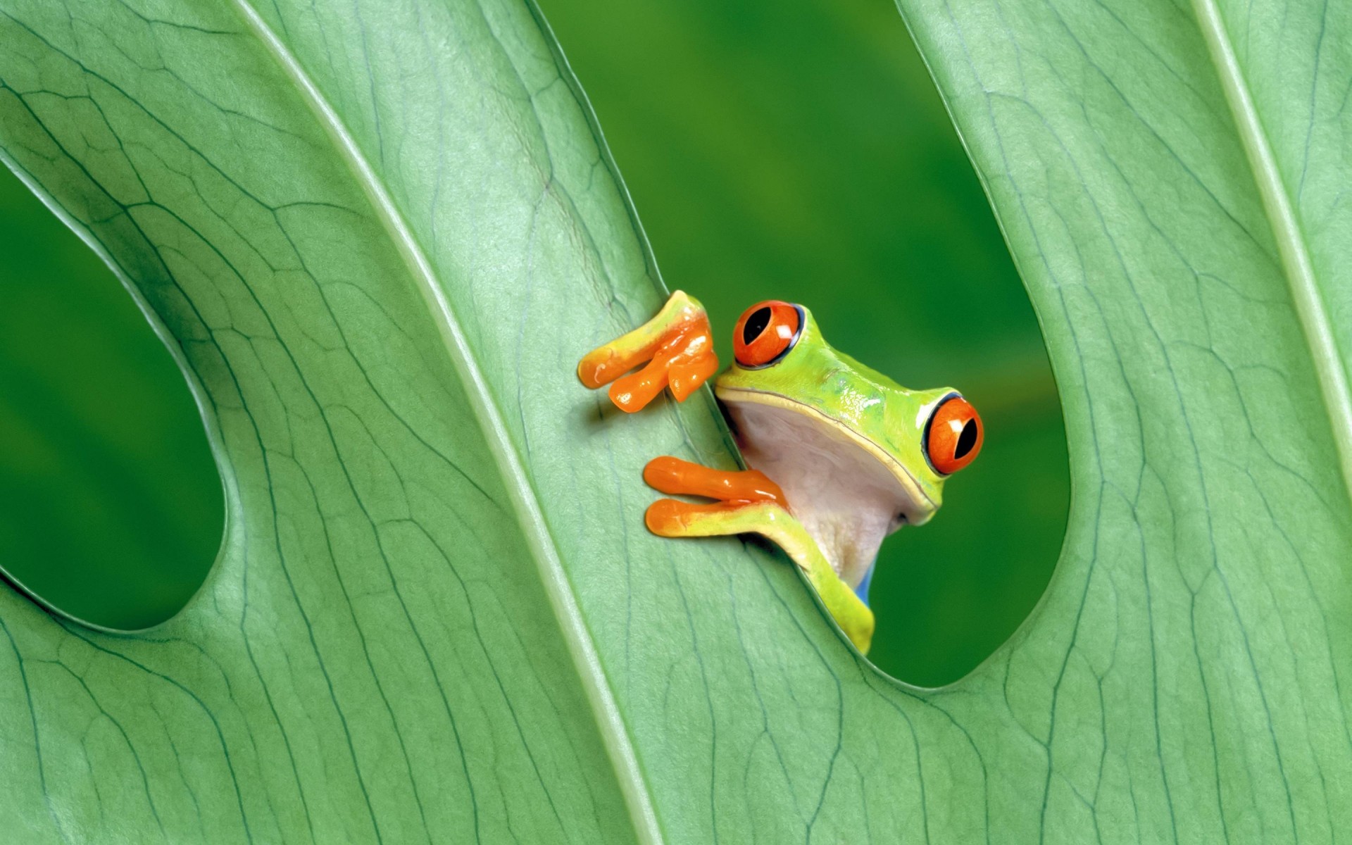 reptiles y ranas rana hoja anfibio naturaleza selva tropical medio ambiente ecología flora