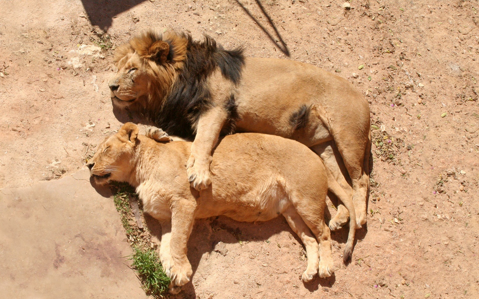 tiere säugetier tierwelt tier natur wild safari löwe gras wüste im freien zoo löwin löwin