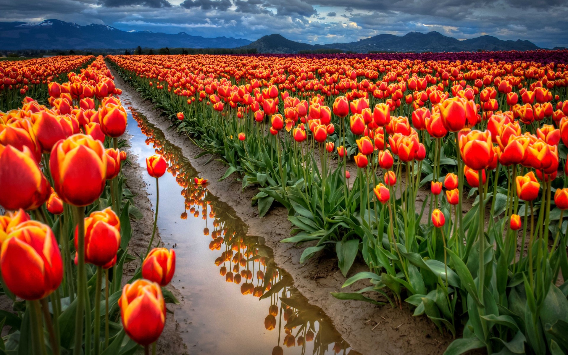 flowers tulip flower nature garden field flora bright leaf color floral summer outdoors season growth petal fair weather agriculture vibrant blooming background landscape clouds