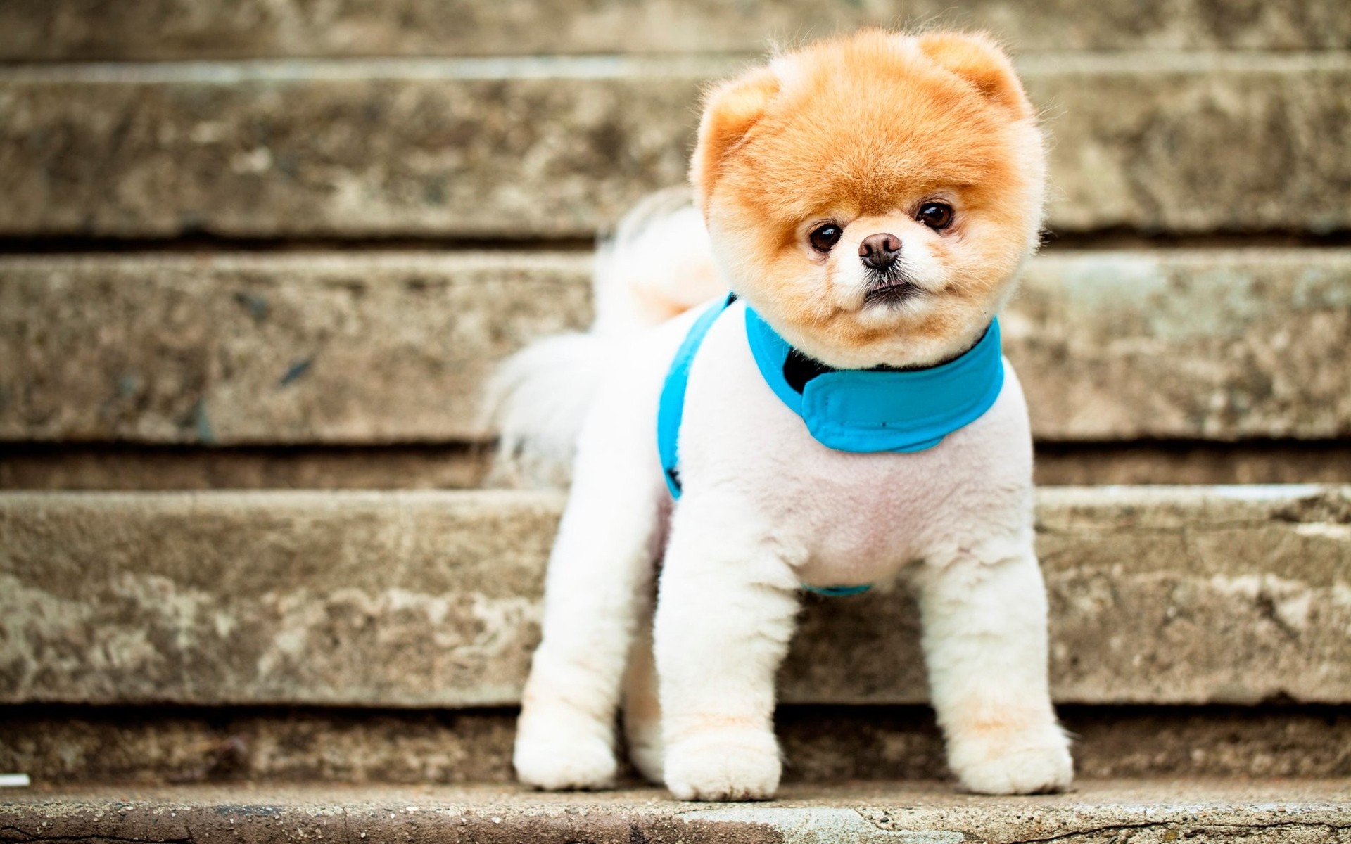 perros lindo pequeño perro retrato adorable animal bebé divertido mamífero mascota cachorro piel sentarse joven perro pomerania