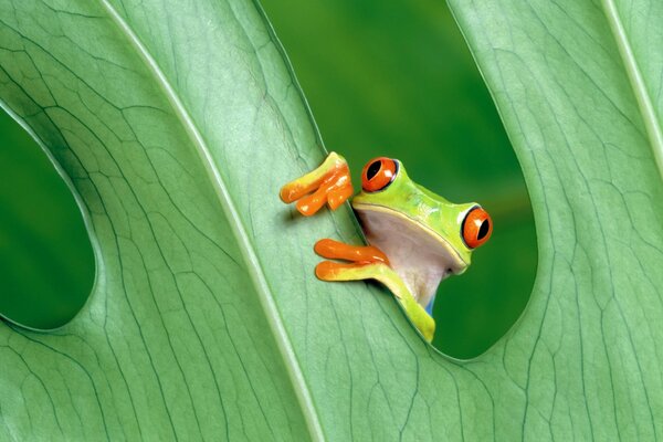 A frog peeking out from behind a green leaf