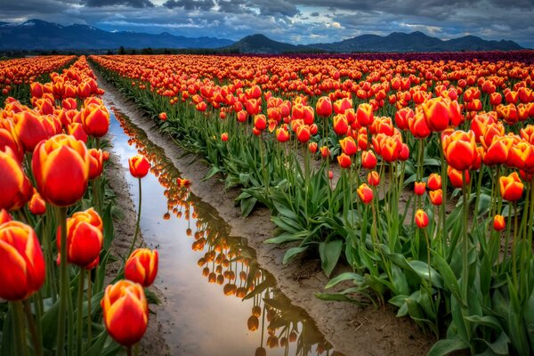 Plantación de tulipanes y cielo oscuro