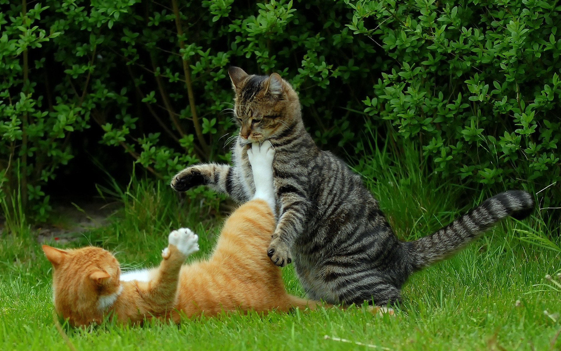 gatti carino gatto mammifero erba animale natura pelliccia divertente animale domestico domestico gatto divertente sfondo